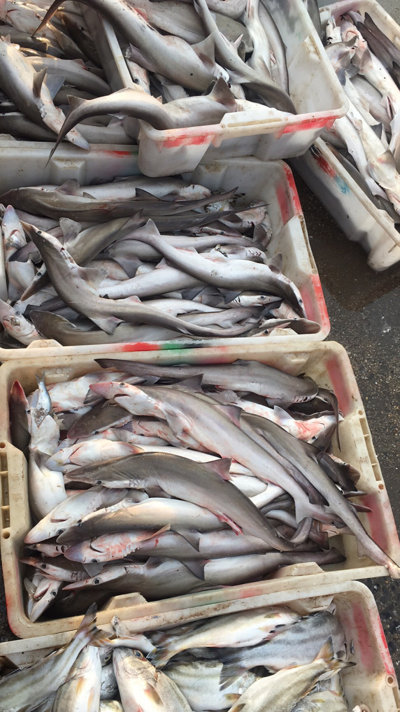 各种烘焙原料，油炸沙鱼仔干原料，烤鱼干料，嗮鲨鱼干货，