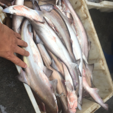 各种烘焙原料，油炸沙鱼仔干原料，烤鱼干料，嗮鲨鱼干货，
