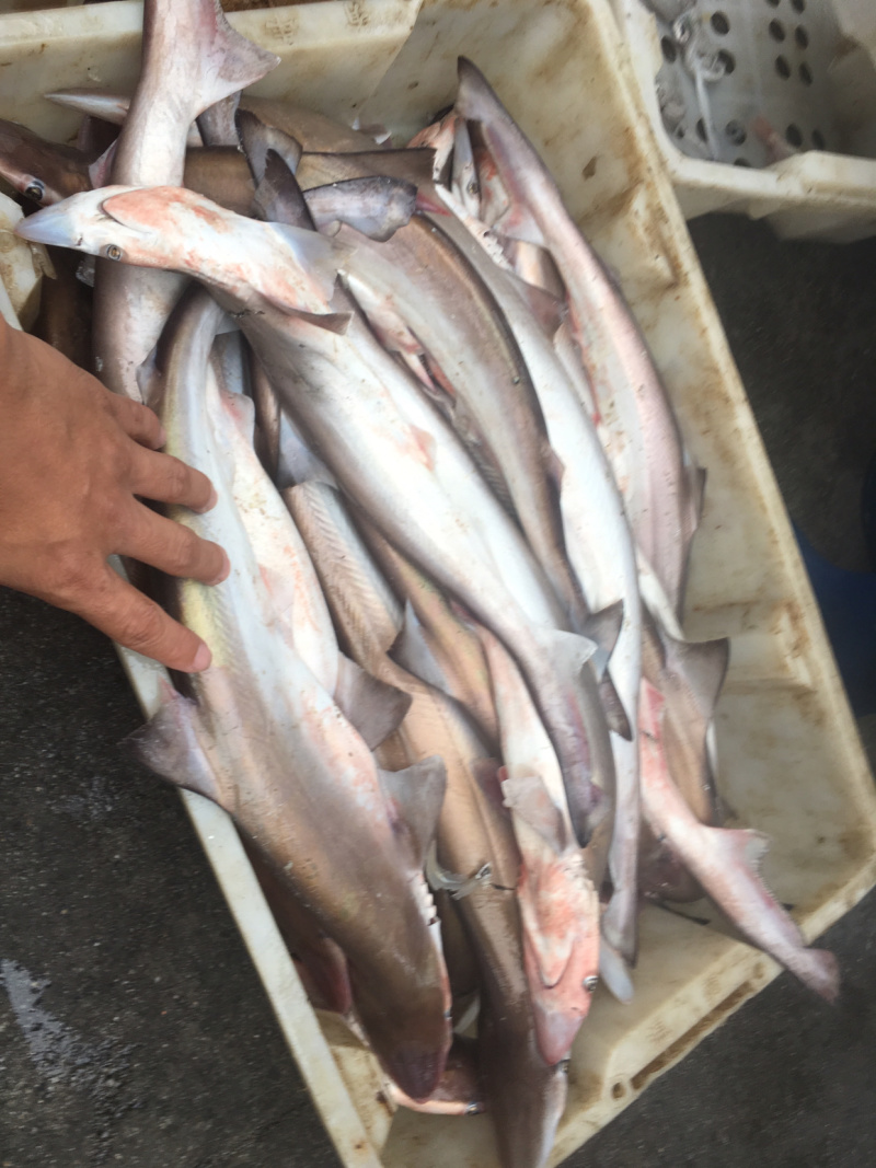 各种烘焙原料，油炸沙鱼仔干原料，烤鱼干料，嗮鲨鱼干货，