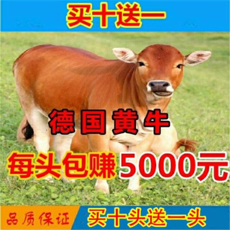 德国黄牛优良品种技术指导免费送货包回收