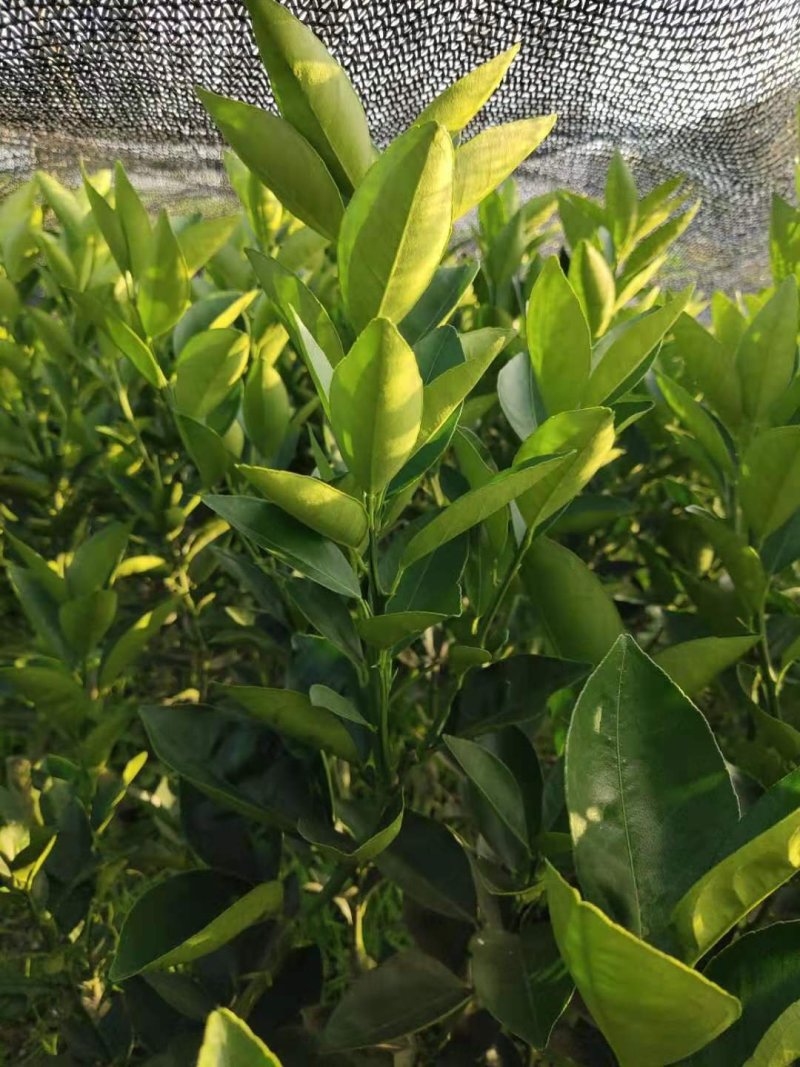 蜜香橙苗假一赔十自产自销当年挂果苗量大优惠