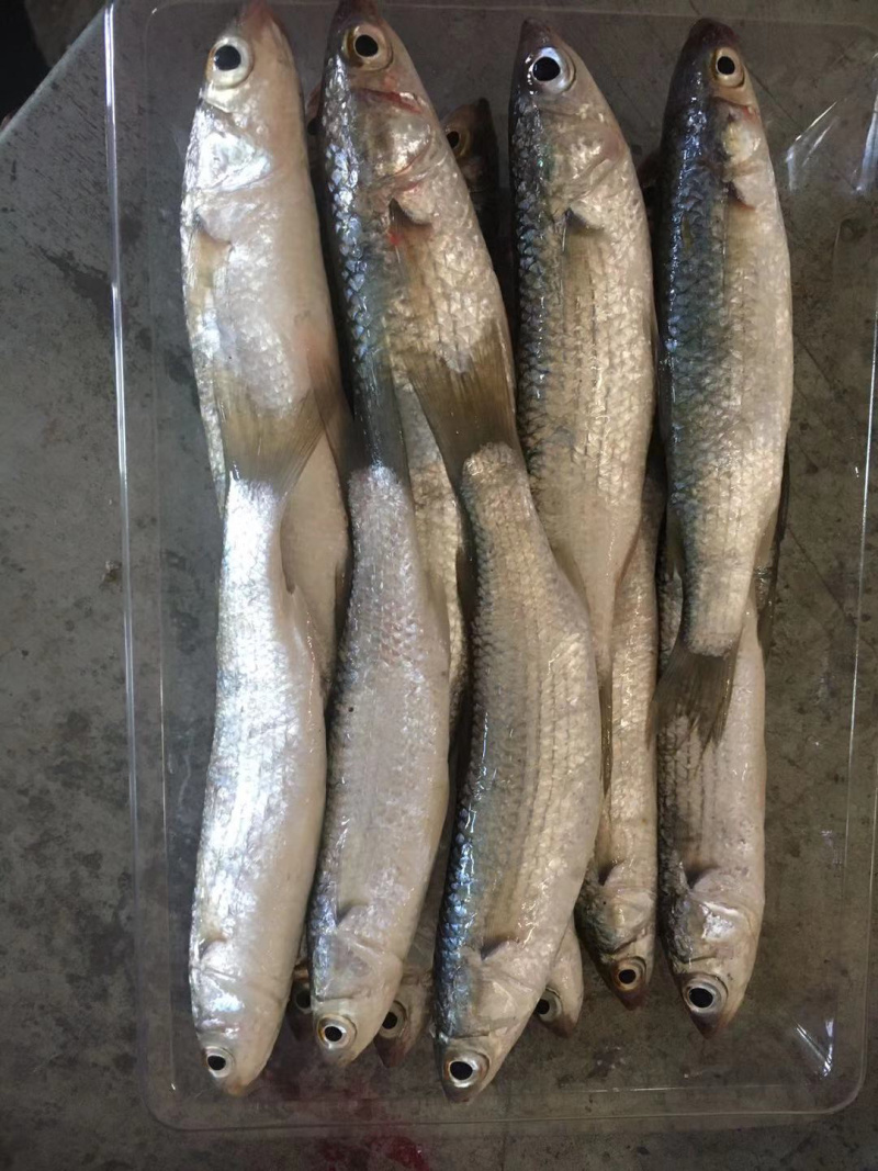 烘焙鱼干，油炸烤小刀鱼仔干，各种梳子鱼干料白条鱼河鱼仔