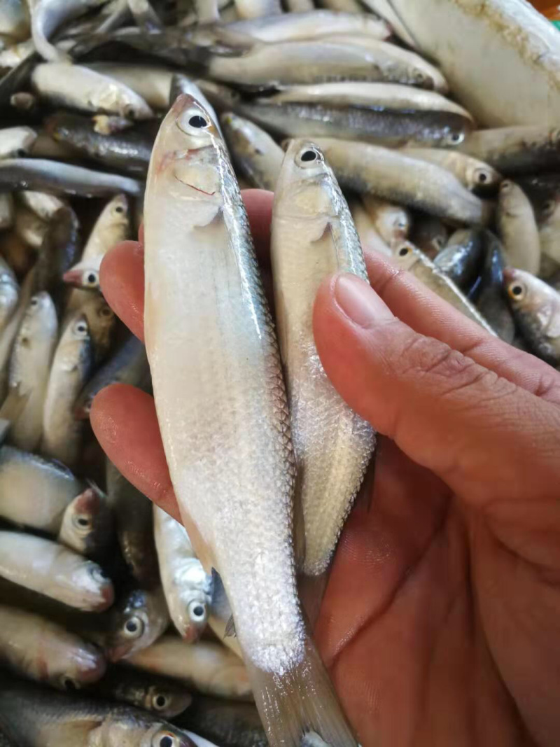 烘焙鱼干，油炸烤小刀鱼仔干，各种梳子鱼干料白条鱼河鱼仔