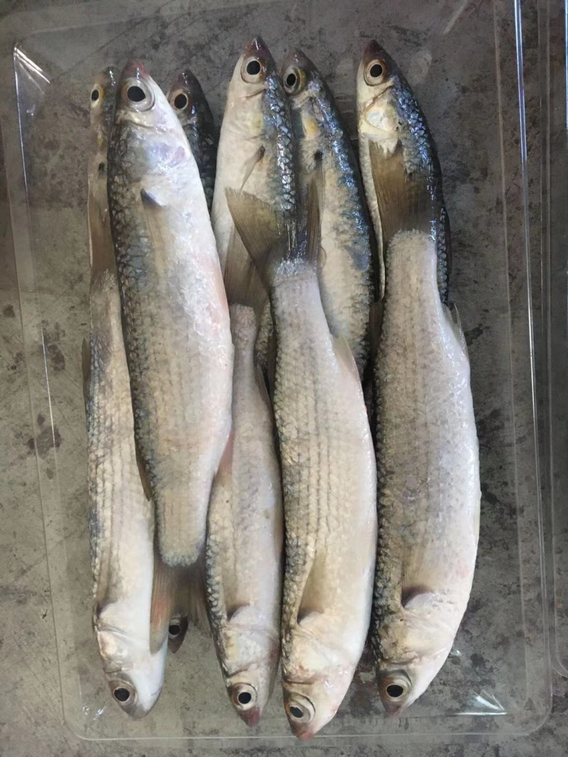 烘焙鱼干，油炸烤小刀鱼仔干，各种梳子鱼干料白条鱼河鱼仔