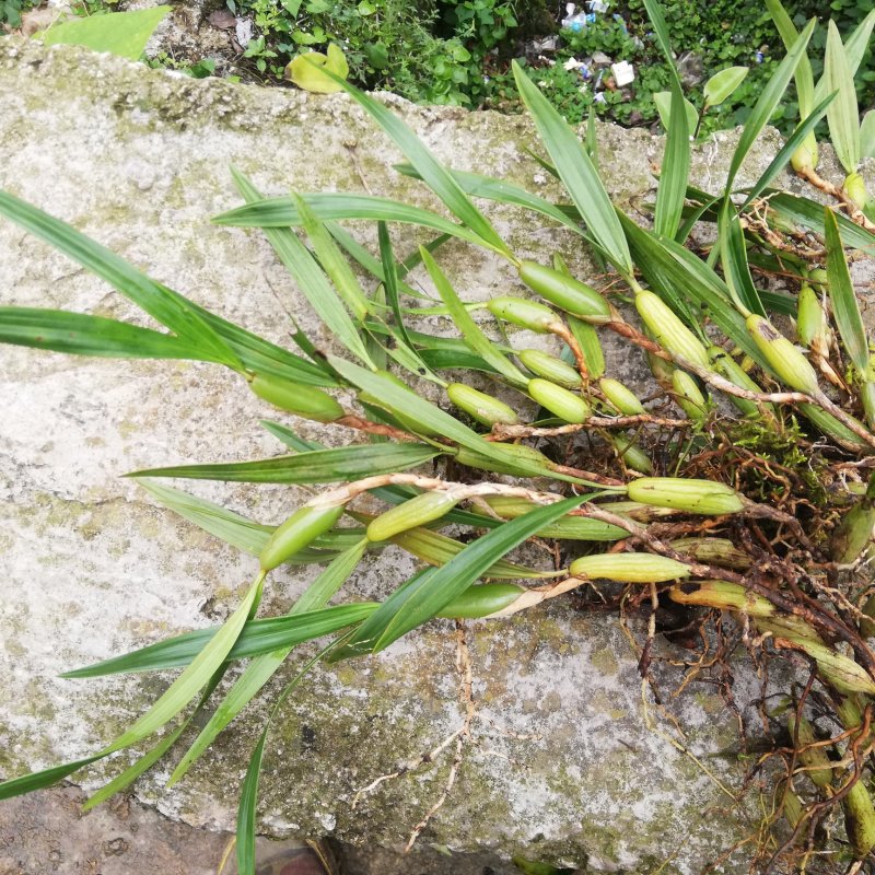 贵州山区现采新鲜饱满生态双叶石橄榄大果（饱满）