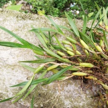 贵州山区现采新鲜饱满生态双叶石橄榄大果（饱满）