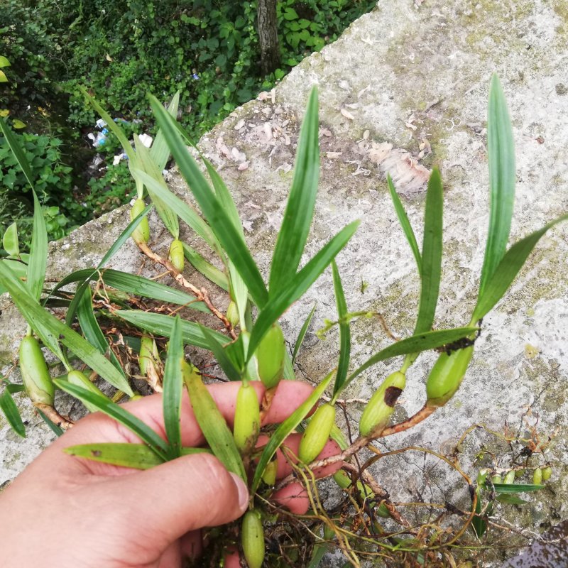 贵州山区现采新鲜饱满生态双叶石橄榄大果（饱满）