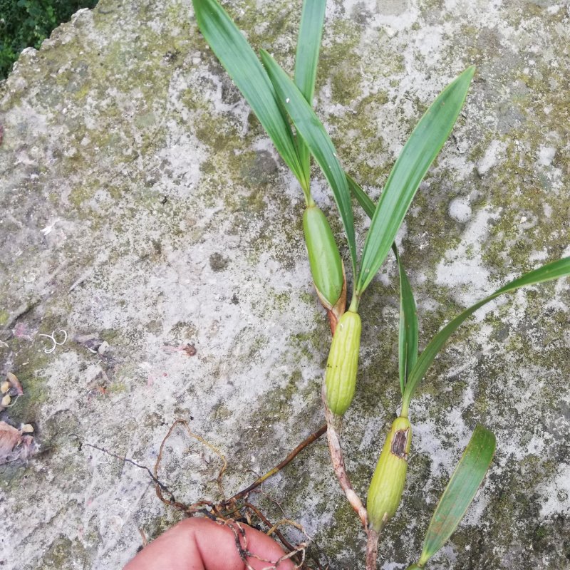 贵州山区现采新鲜饱满生态双叶石橄榄大果（饱满）