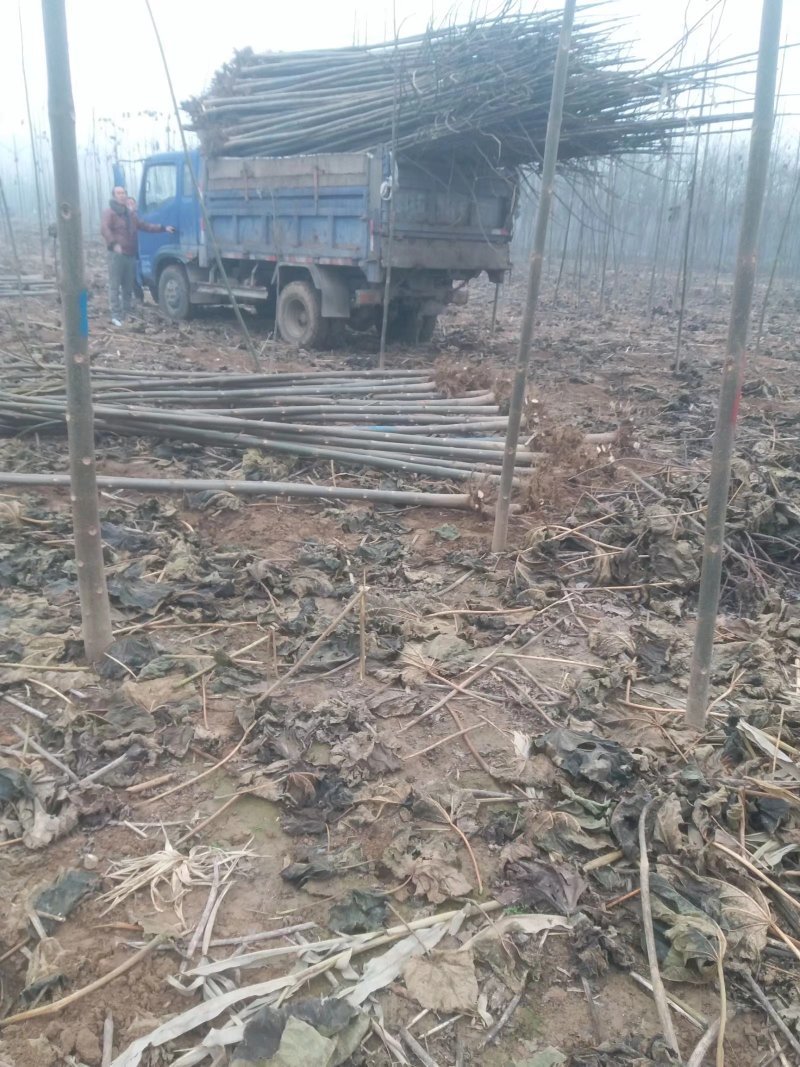 兰考泡桐苗，炮桐苗育树用泡桐树根，泡桐树种根