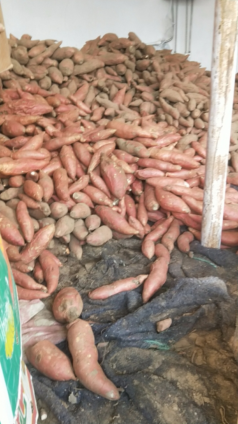 烟薯产地直销批发零售业务香甜软糯细腻饱满圆润