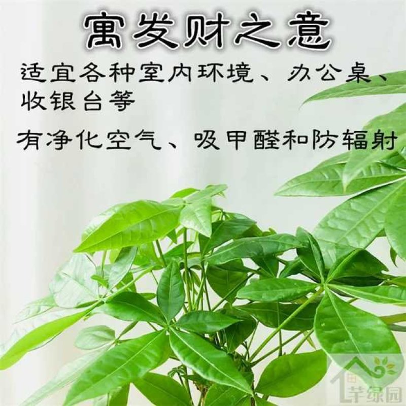 发财树树头盆栽