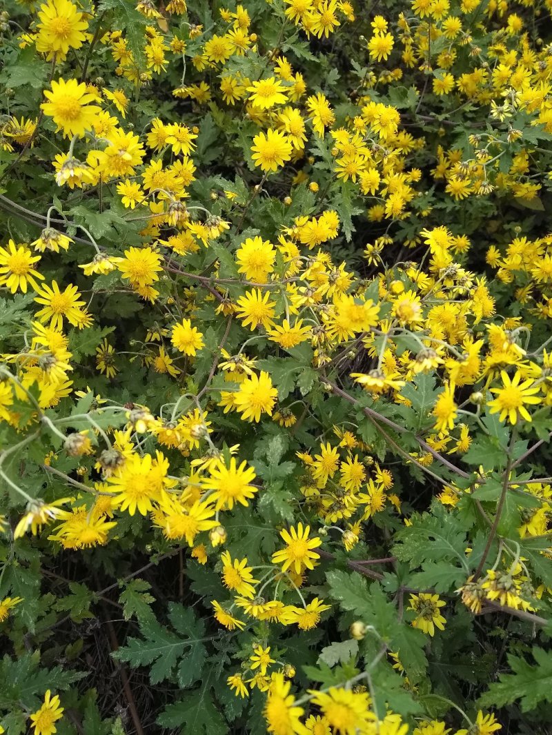 纯野生菊花茶干货，