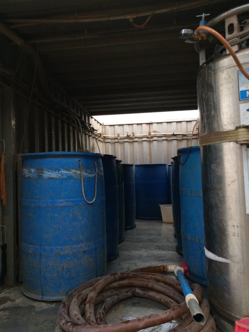 广东南方大口鲶鱼苗基地直发杂交大口鲶鱼苗产量高