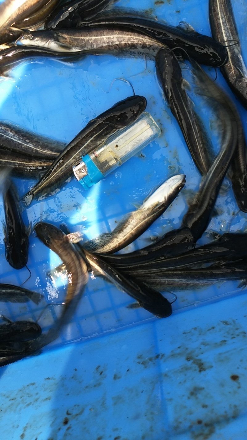 广东南方大口鲶鱼苗基地直发杂交大口鲶鱼苗产量高
