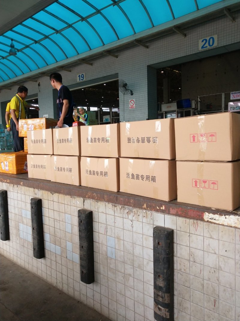 广东南方大口鲶鱼苗基地直发杂交大口鲶鱼苗产量高