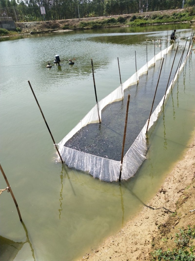 广东南方大口鲶鱼苗基地直发杂交大口鲶鱼苗产量高