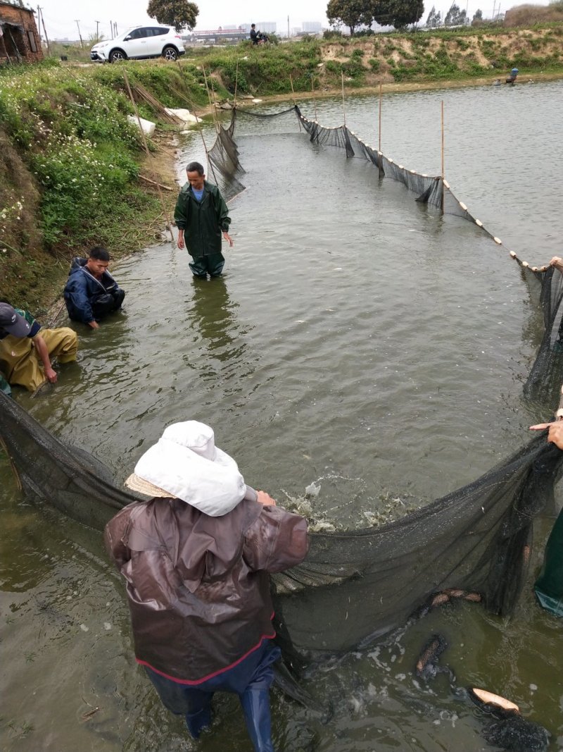 广东南方大口鲶鱼苗基地直发杂交大口鲶鱼苗产量高