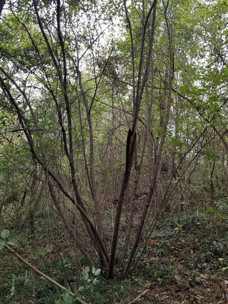 茶条槭，丛生茶条槭常年直销（地径6-12公分）