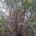 茶条槭，丛生茶条槭常年直销（地径6-12公分）