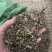 鱼腥草正品无硫不添加一公斤起卖