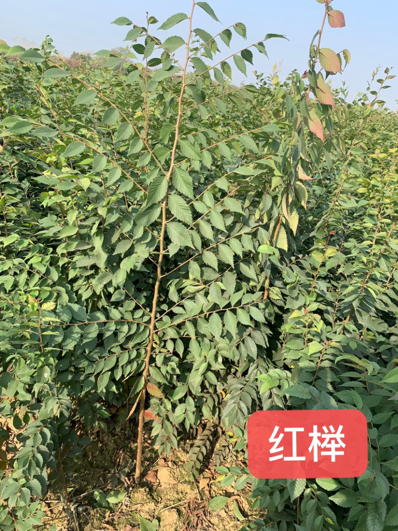 榉树小苗，一年生榉树小苗，红榉苗，自产自销，全国发货
