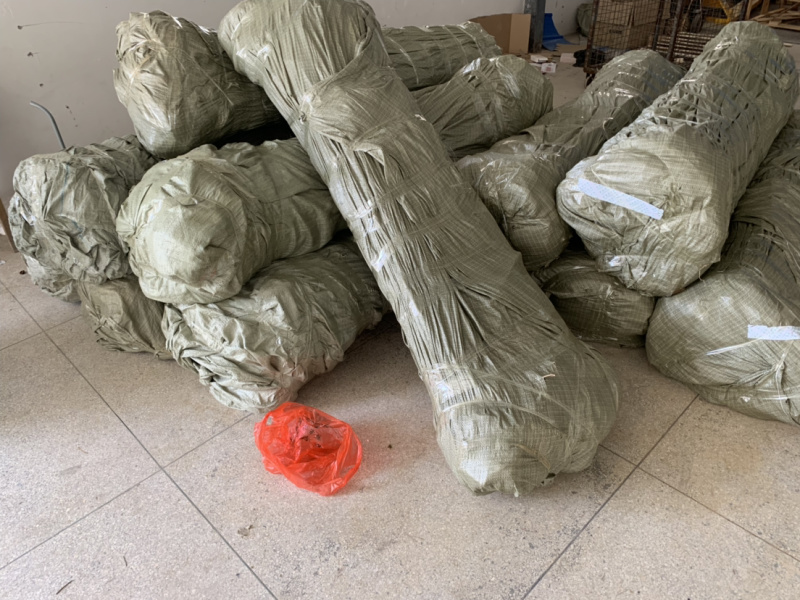 榉树小苗，一年生榉树小苗，红榉苗，自产自销，全国发货