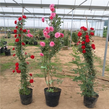 四季开花蔷薇花苗花卉盆栽观花绿植物室内花爬藤藤本月季牡丹