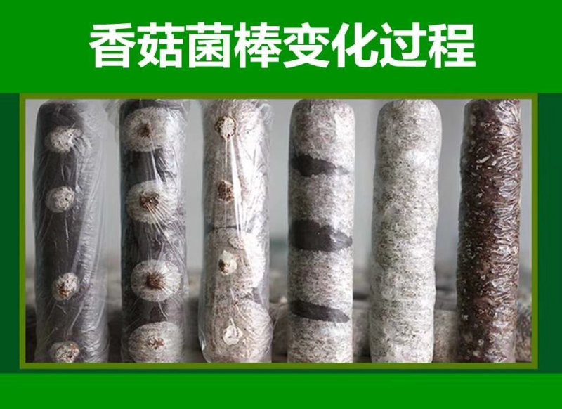 包邮香菇菌棒出菇筒子出菇包直接出菇净重7斤1个