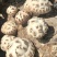 包邮香菇菌棒出菇筒子出菇包直接出菇净重7斤1个