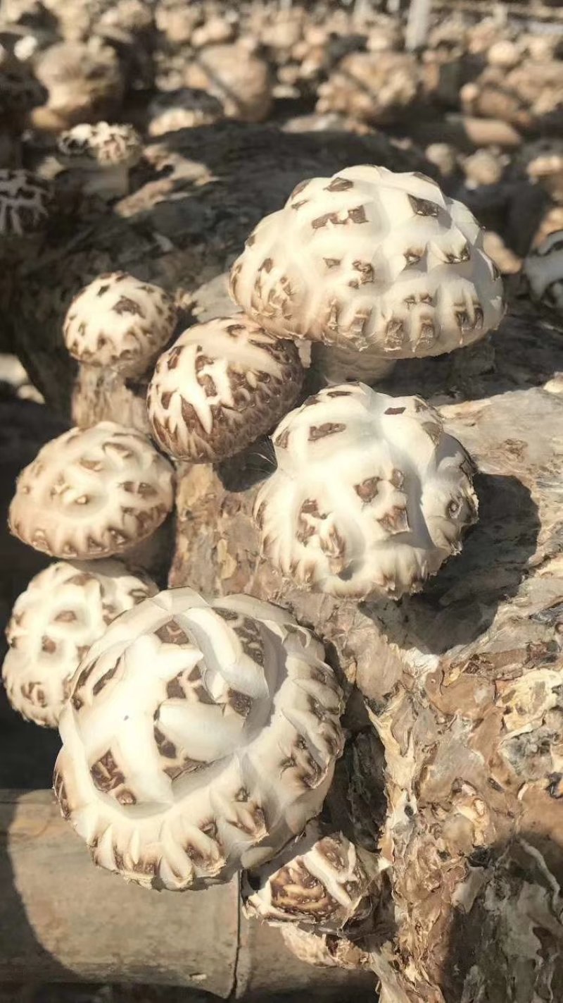 包邮香菇菌棒出菇筒子出菇包直接出菇净重7斤1个