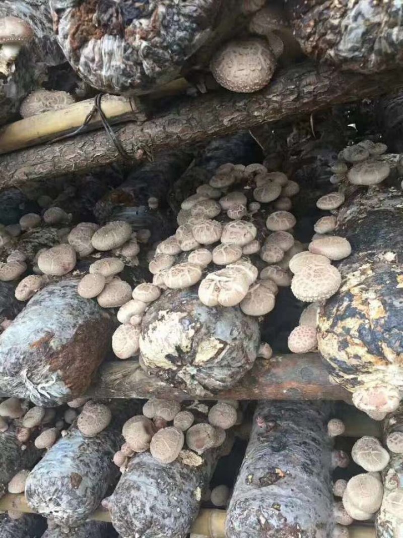 包邮香菇菌棒出菇筒子出菇包直接出菇净重7斤1个