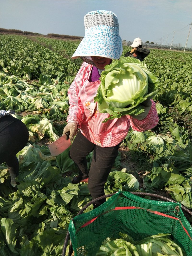芥菜球包装袋装万亩芥菜基地供货