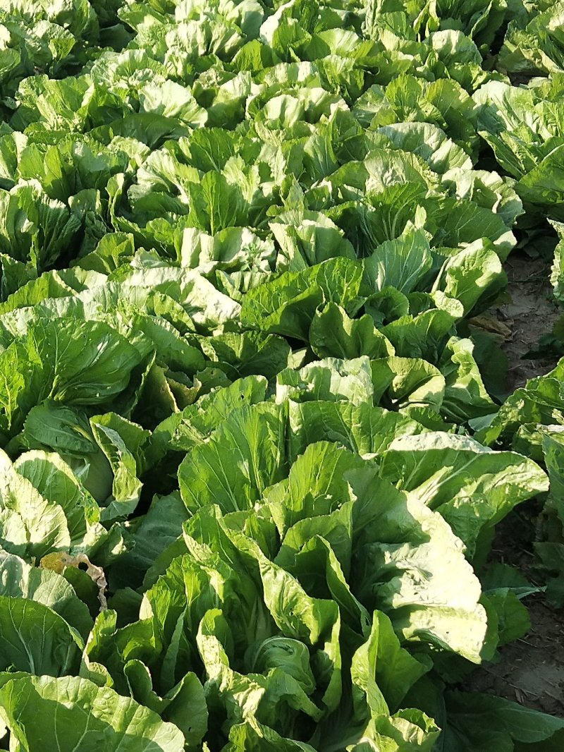 包心芥菜毛菜万亩基地供货