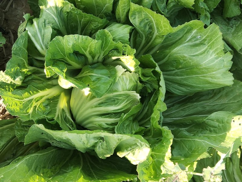 包心芥菜毛菜万亩基地供货