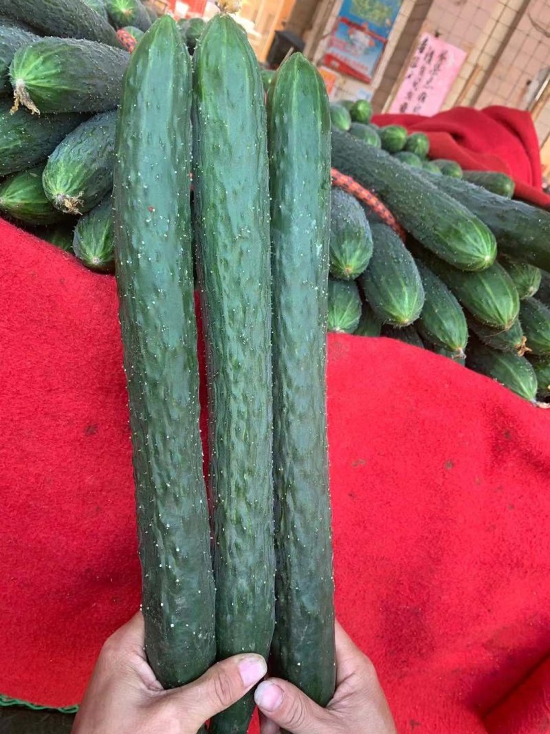 黄瓜密刺黄瓜**电商货（徐闻县特产便宜又好看