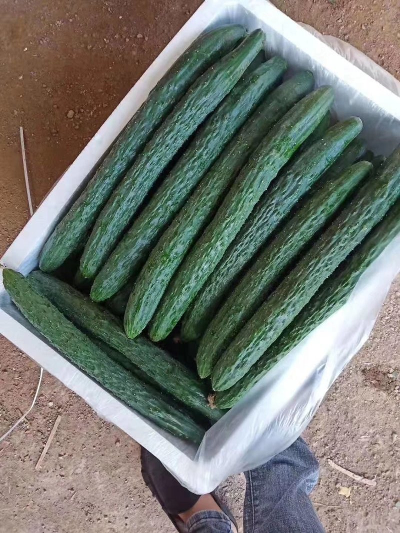 黄瓜密刺黄瓜**电商货（徐闻县特产便宜又好看