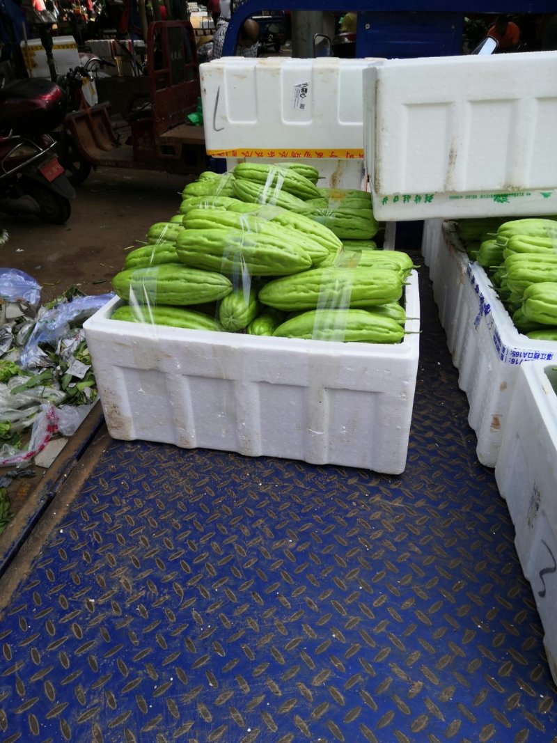 苦瓜（徐闻县特产好看又好吃）