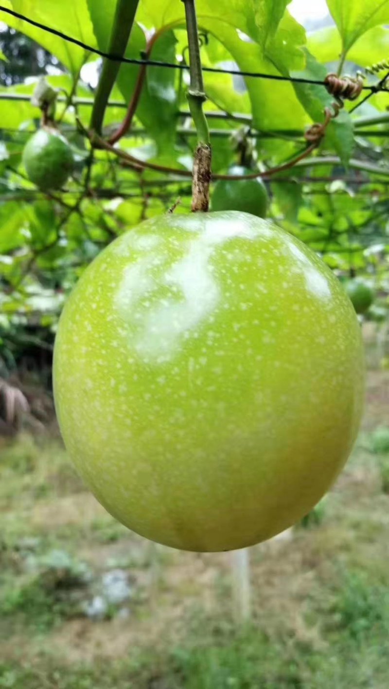 黄金百香果