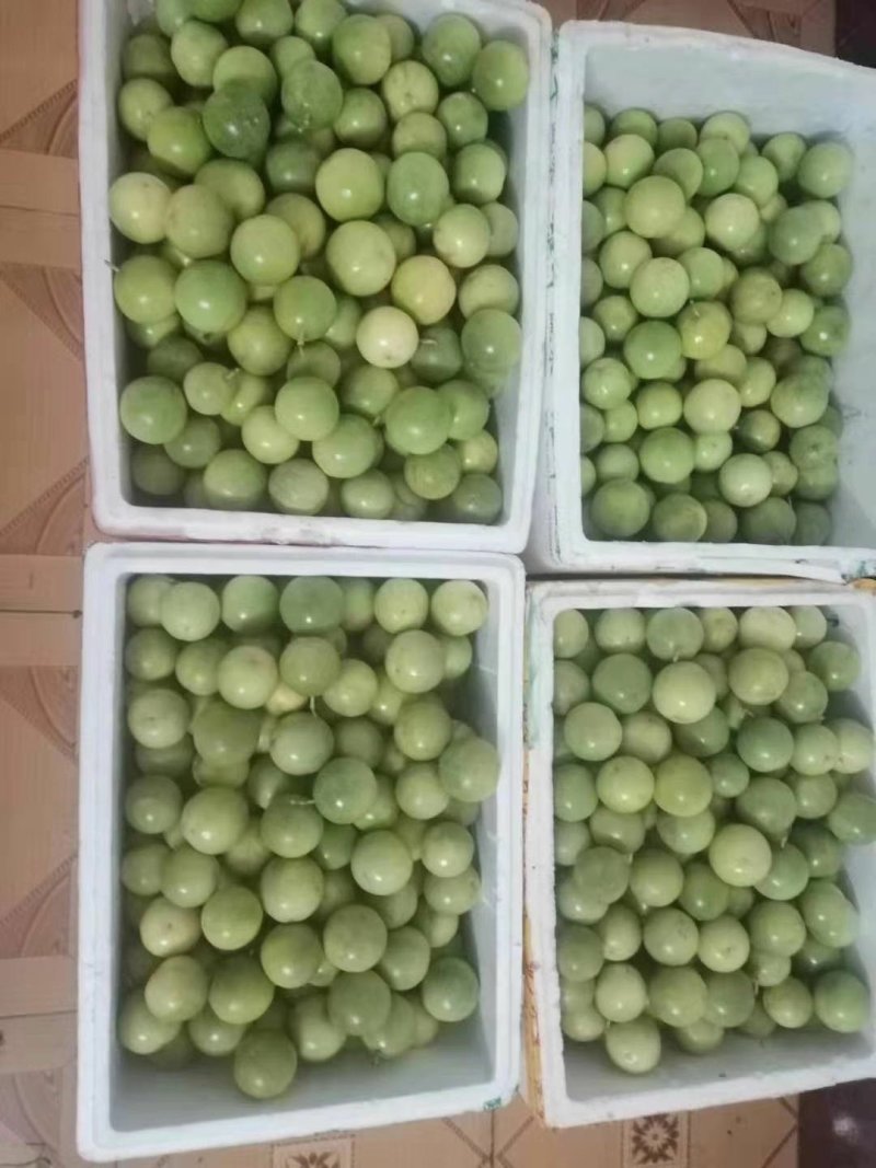 黄金百香果