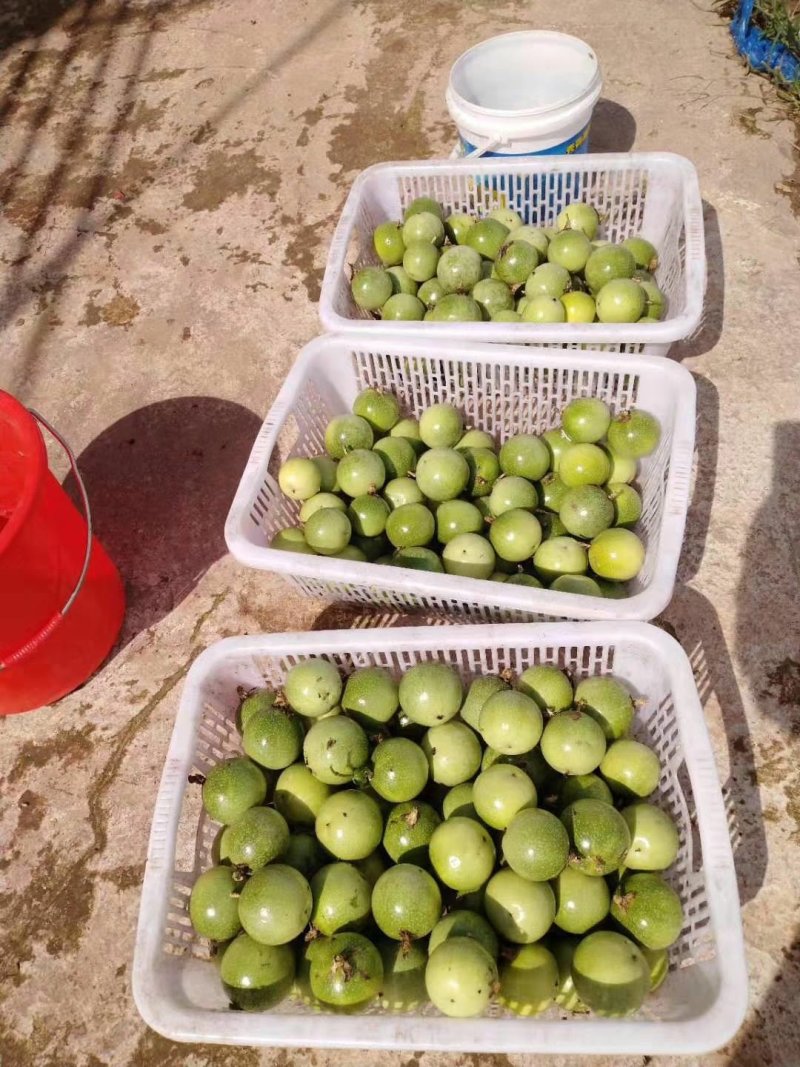 黄金百香果