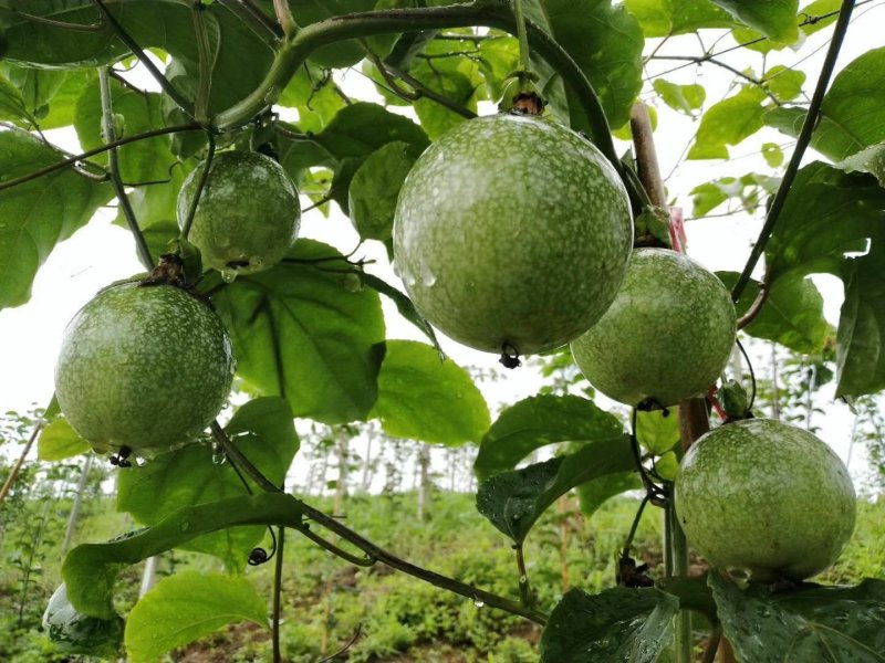 百香果