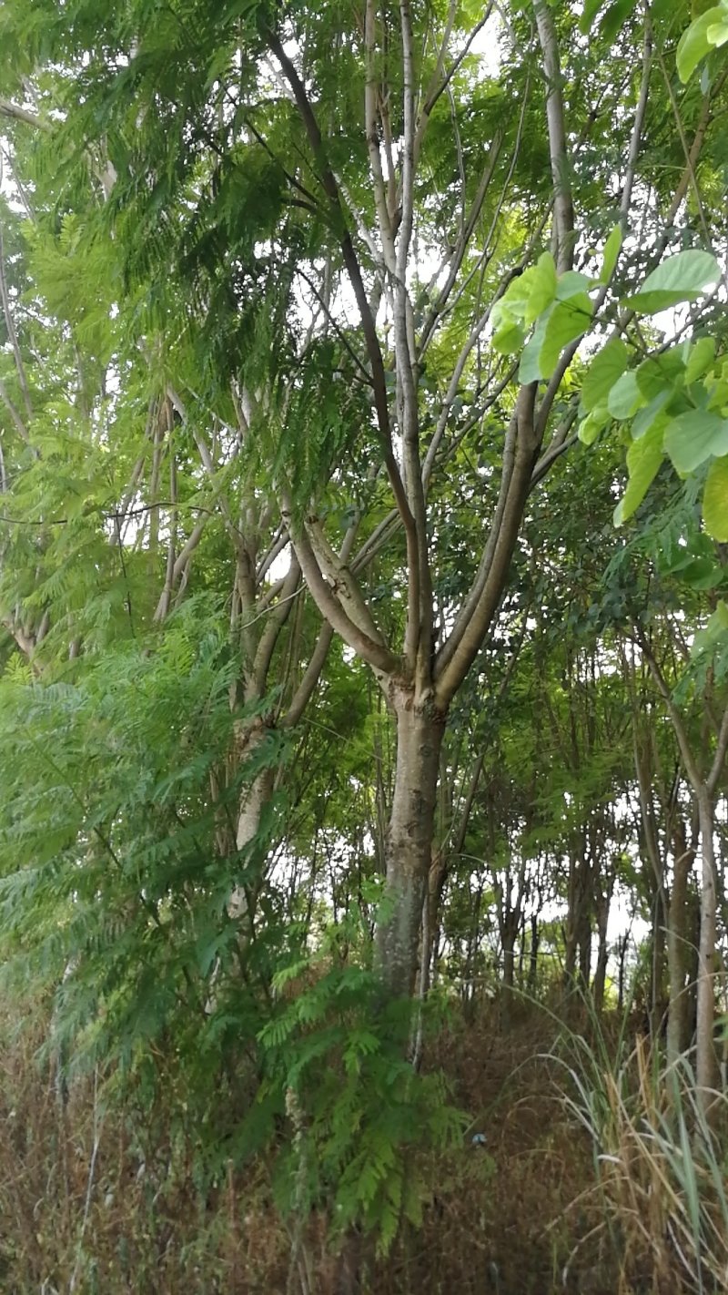 蓝花楹