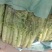 大棚种植紫叶香笋大量上市