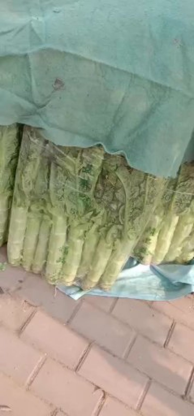大棚种植紫叶香笋大量上市