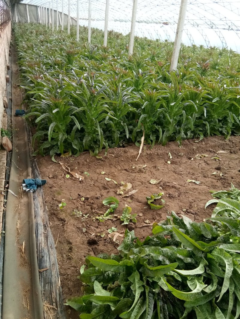 大棚种植紫叶香笋大量上市