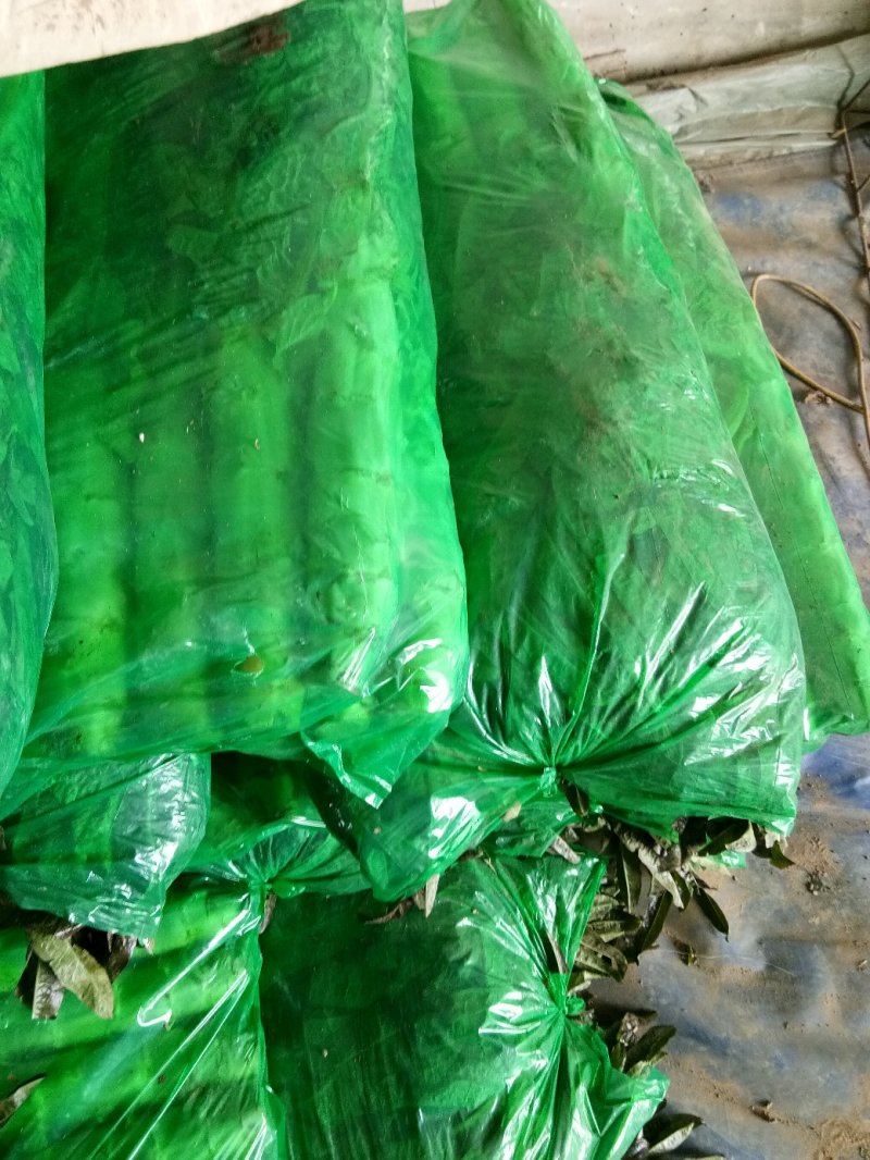 大棚种植紫叶香笋大量上市