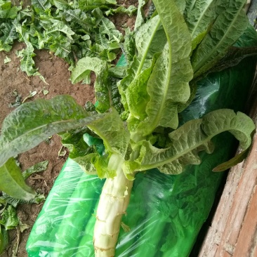 大棚种植紫叶香笋大量上市