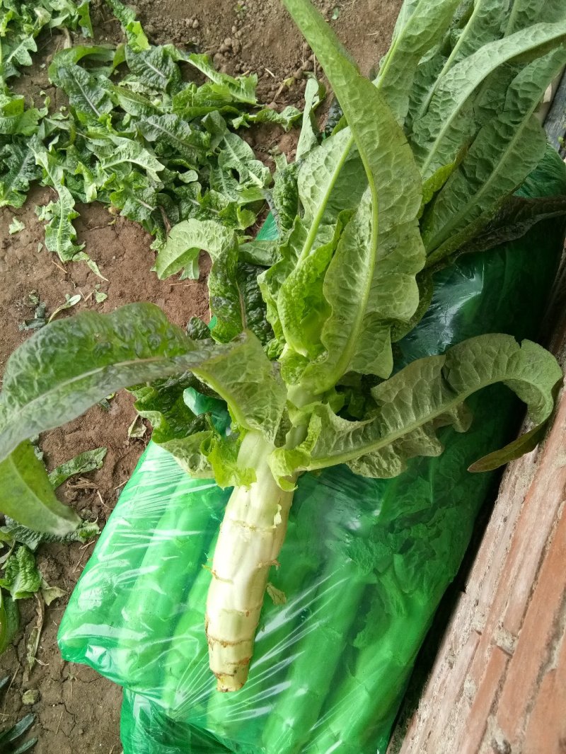 大棚种植紫叶香笋大量上市