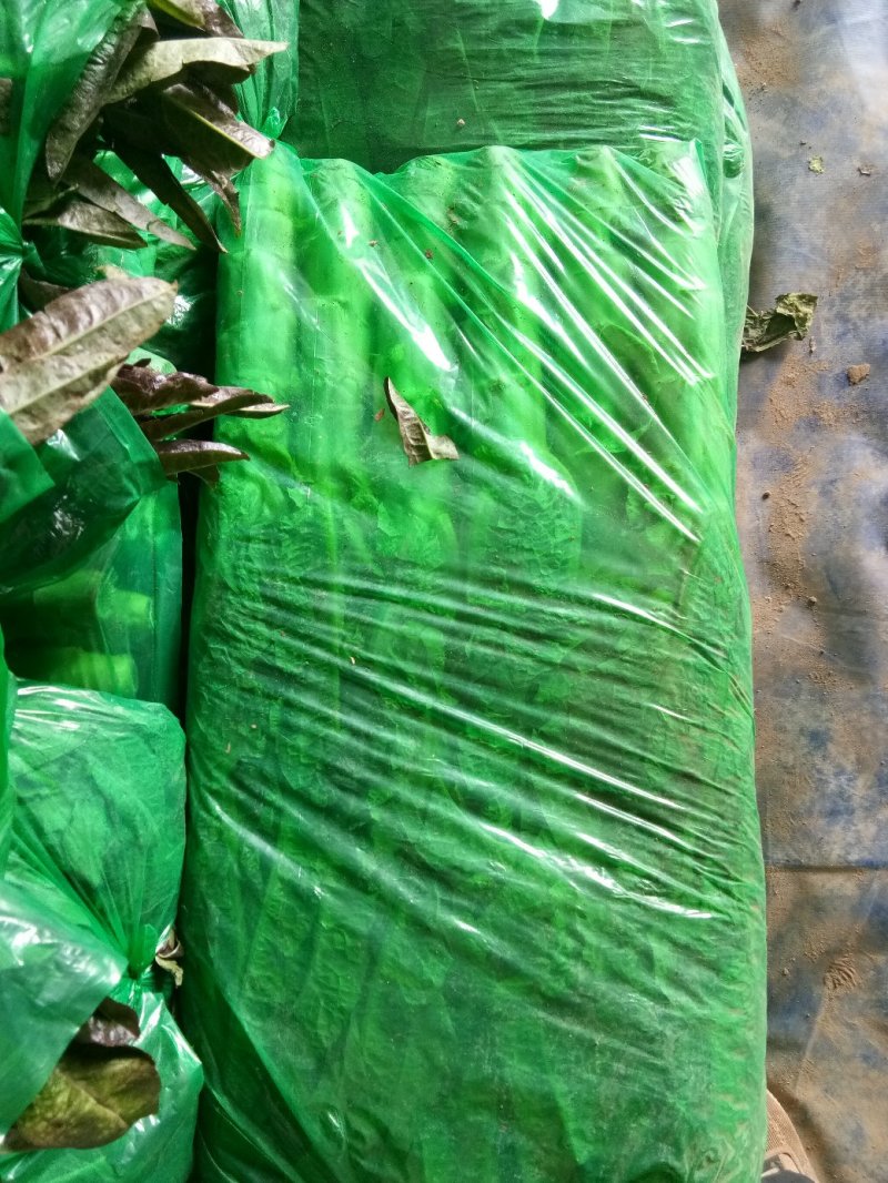 大棚种植紫叶香笋大量上市