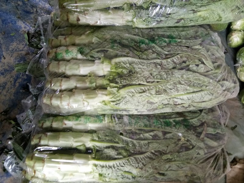大棚种植紫叶香笋大量上市